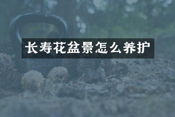 长寿花盆景怎么养护