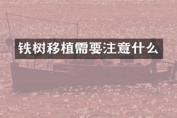 铁树移植需要注意什么