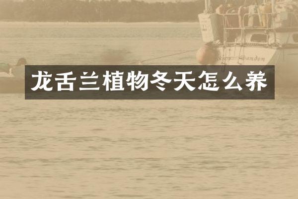 龙舌兰植物冬天怎么养