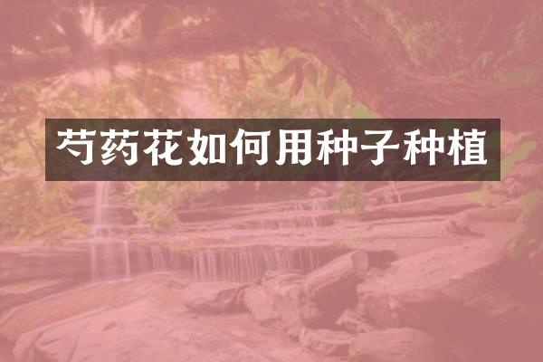 芍药花如何用种子种植