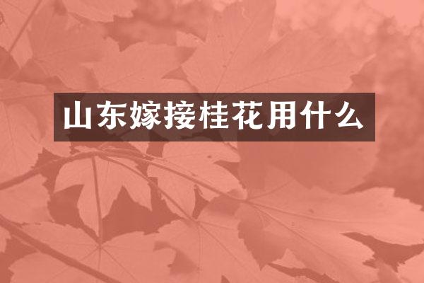 山东嫁接桂花用什么