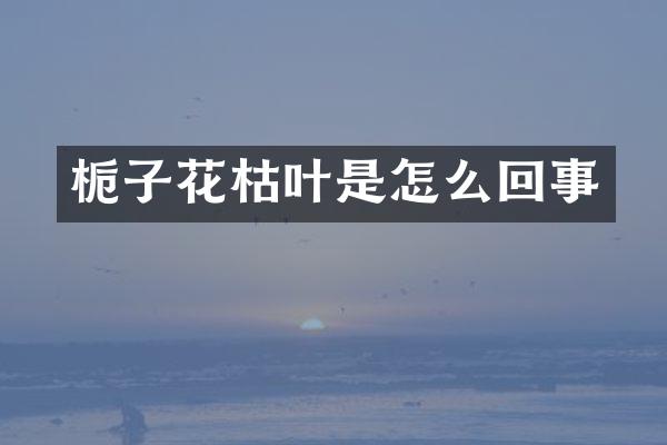 栀子花枯叶是怎么回事