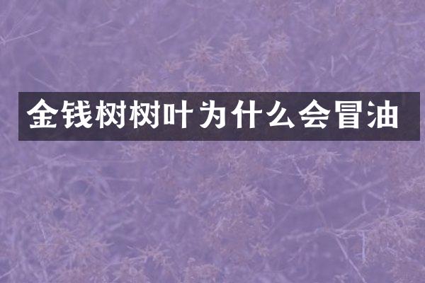 金钱树树叶为什么会冒油