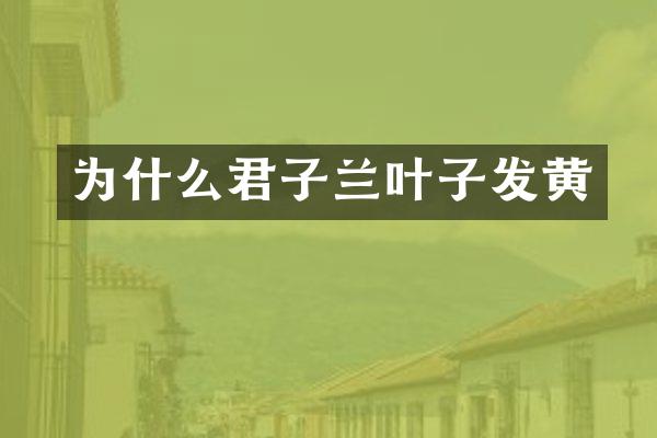 为什么君子兰叶子发黄