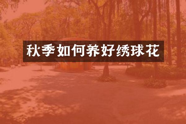 秋季如何养好绣球花