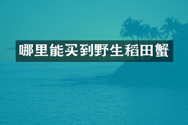 哪里能买到野生稻田蟹