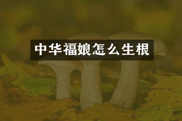 中华福娘怎么生根