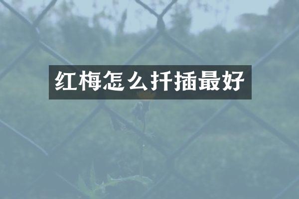 红梅怎么扦插最好