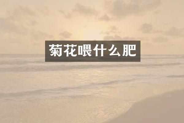 菊花喂什么肥