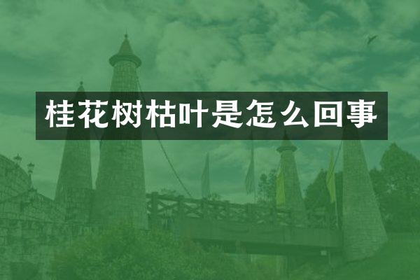 桂花树枯叶是怎么回事