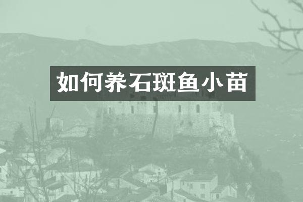如何养石斑鱼小苗