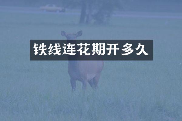 铁线连花期开多久