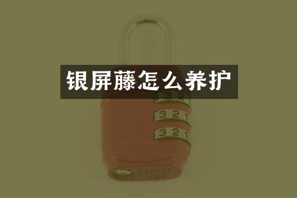 银屏藤怎么养护