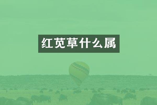 红苋草什么属