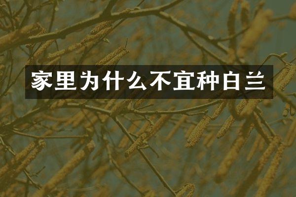 家里为什么不宜种白兰