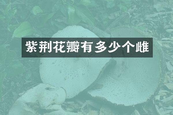 紫荆花瓣有多少个雌