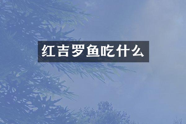 红吉罗鱼吃什么