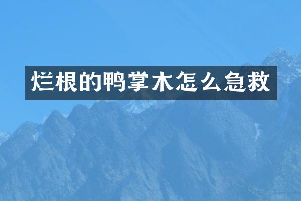 烂根的鸭掌木怎么急救