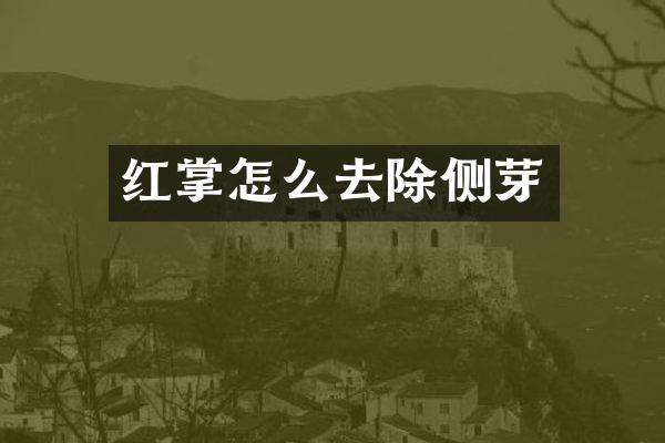红掌怎么去除侧芽