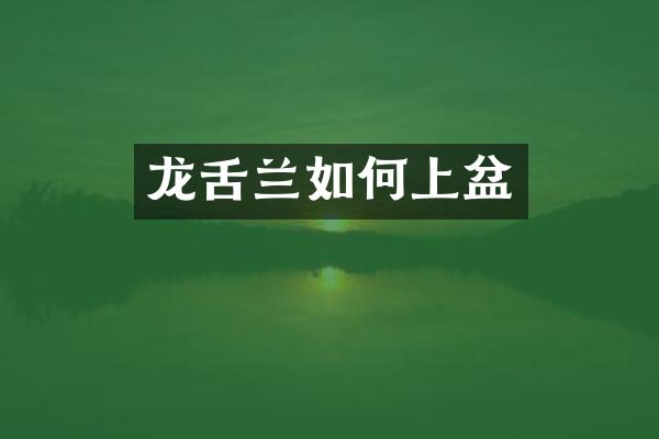 龙舌兰如何上盆