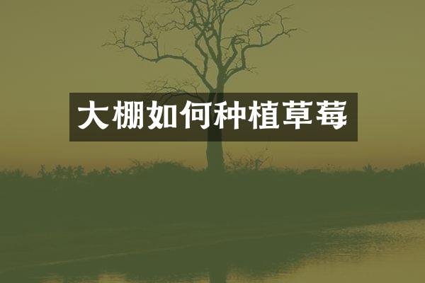 大棚如何种植草莓