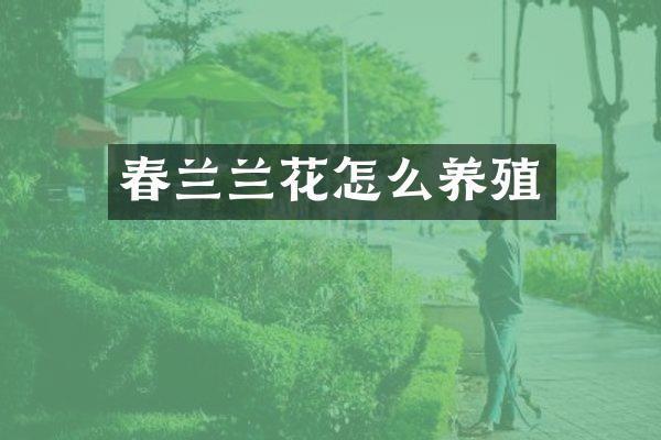 春兰兰花怎么养殖