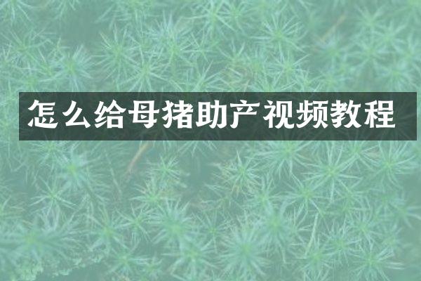 怎么给母猪助产视频教程