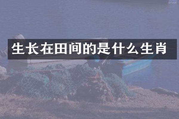生长在田间的是什么生肖