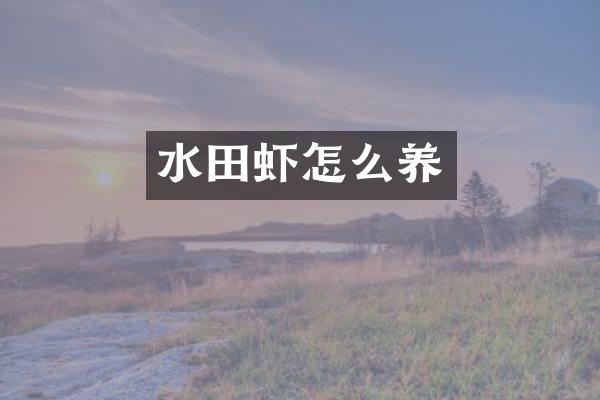水田虾怎么养