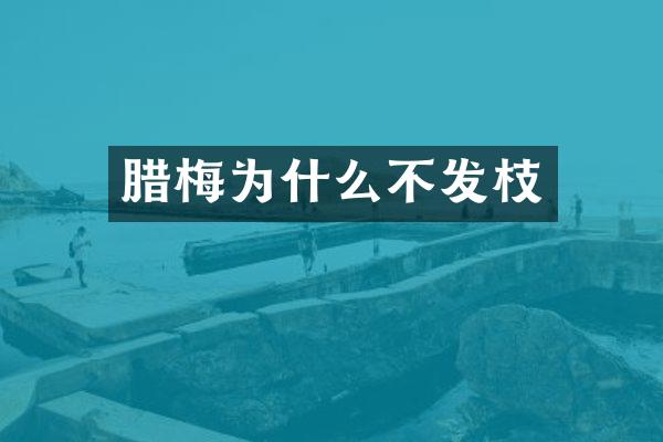 腊梅为什么不发枝