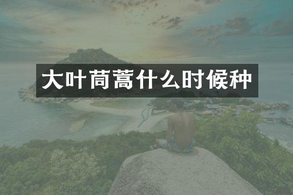 大叶茼蒿什么时候种
