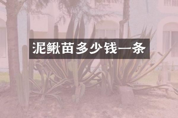泥鳅苗多少钱一条