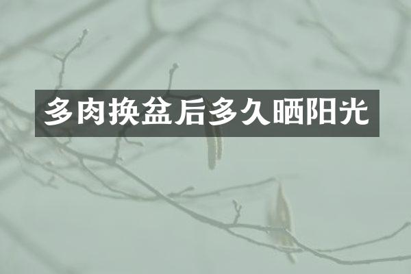 多肉换盆后多久晒阳光