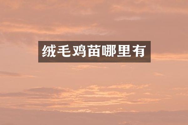 绒毛鸡苗哪里有