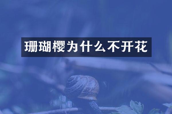 珊瑚樱为什么不开花
