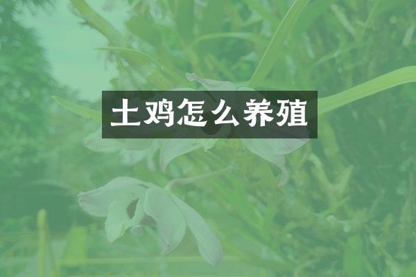土鸡怎么养殖