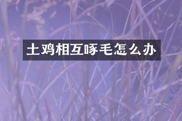 土鸡相互啄毛怎么办