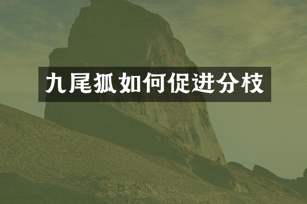九尾狐如何促进分枝