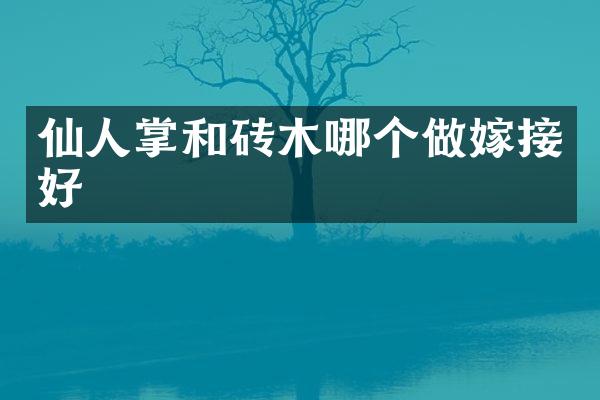 仙人掌和砖木哪个做嫁接好