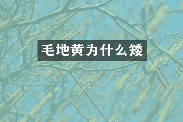 毛地黄为什么矮