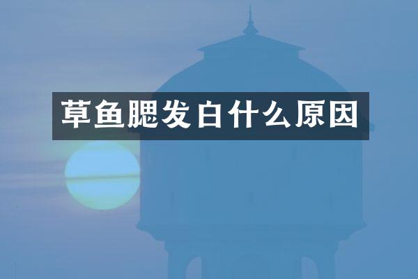 草鱼腮发白什么原因