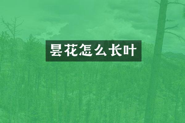 昙花怎么长叶