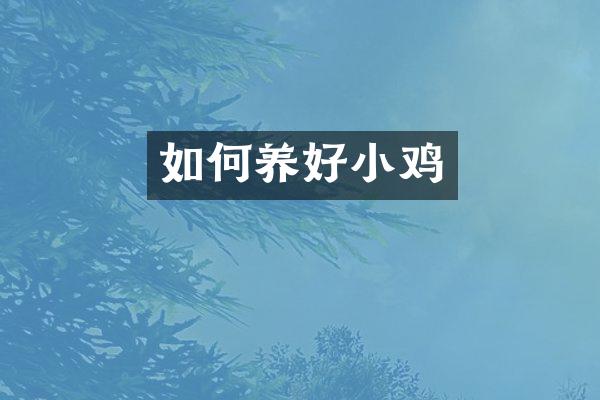 如何养好小鸡