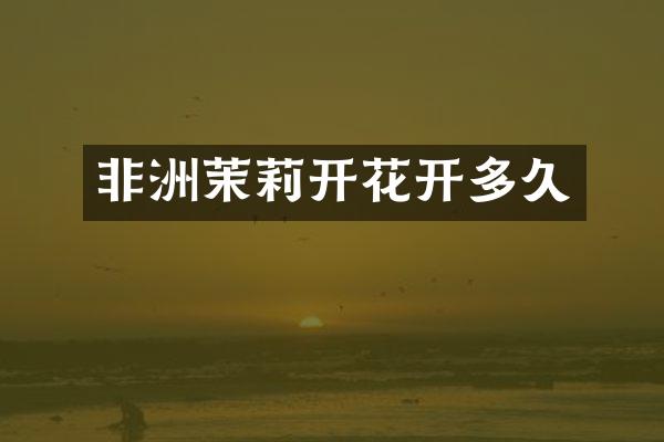 非洲茉莉开花开多久