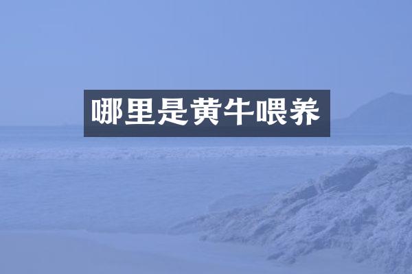 哪里是黄牛喂养
