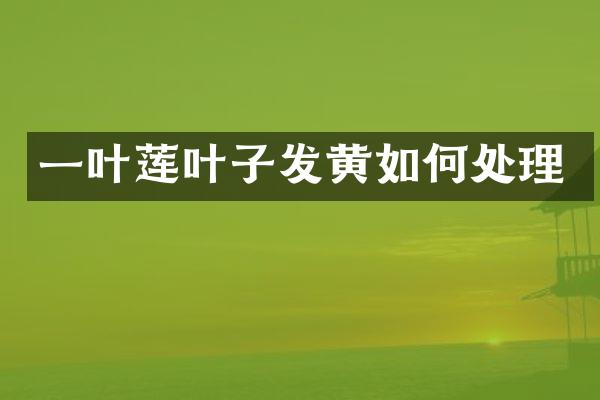 一叶莲叶子发黄如何处理