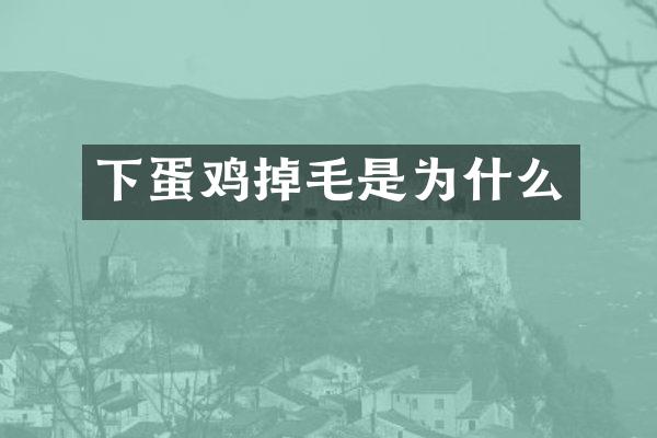 下蛋鸡掉毛是为什么
