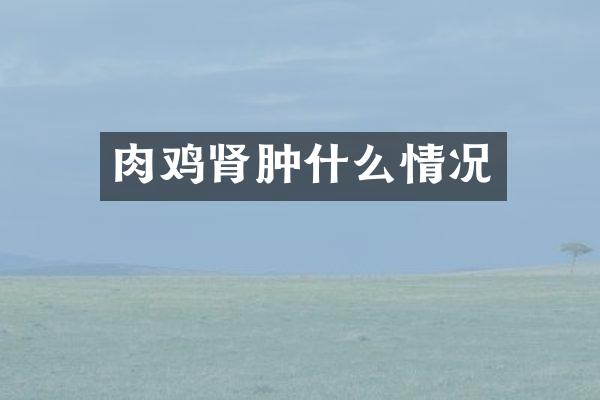肉鸡肾肿什么情况