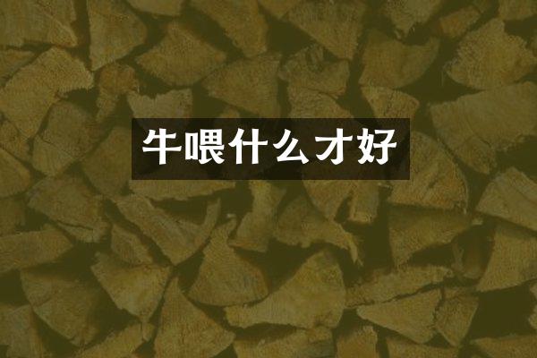 牛喂什么才好
