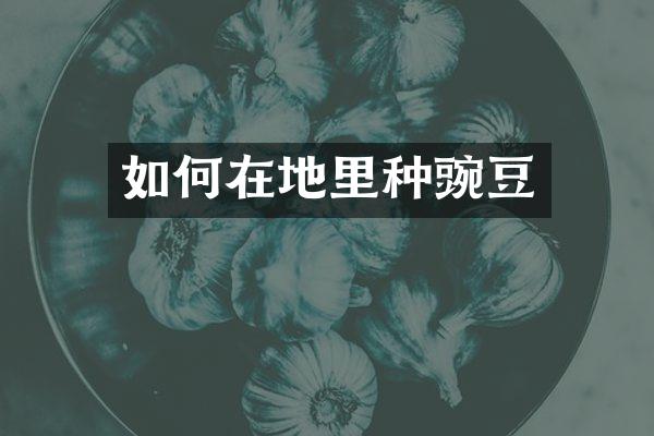 如何在地里种豌豆